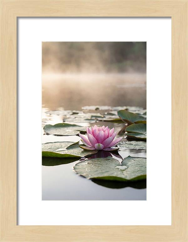 Lotus Blossom Serenity