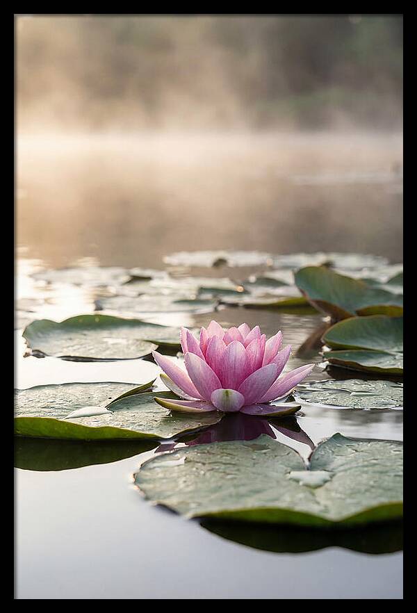 Lotus Blossom Serenity