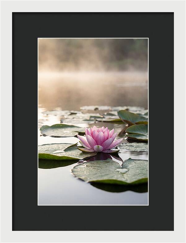 Lotus Blossom Serenity