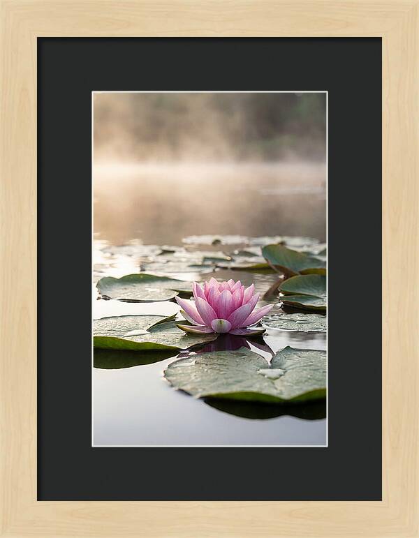 Lotus Blossom Serenity