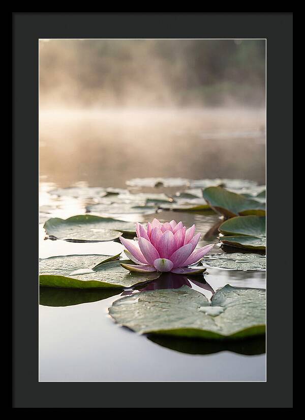 Lotus Blossom Serenity