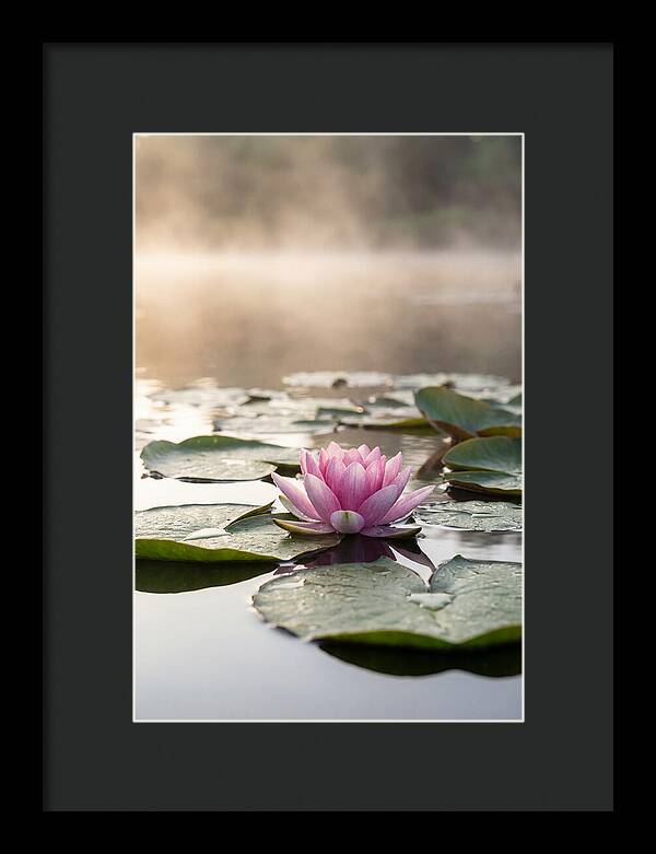 Lotus Blossom Serenity