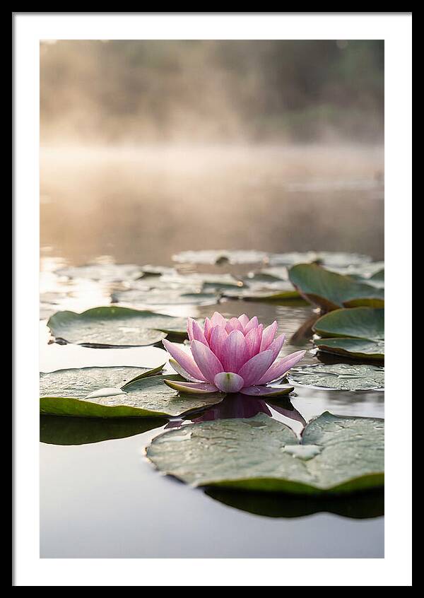 Lotus Blossom Serenity