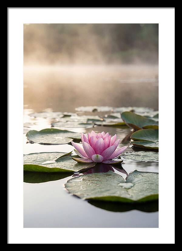 Lotus Blossom Serenity