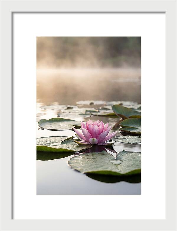 Lotus Blossom Serenity