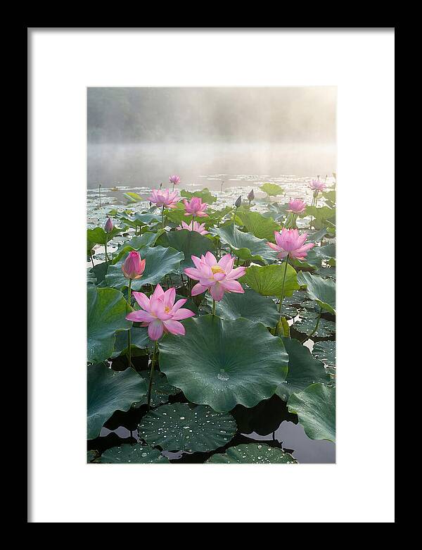 Lotus Blossoms In Misty Waters