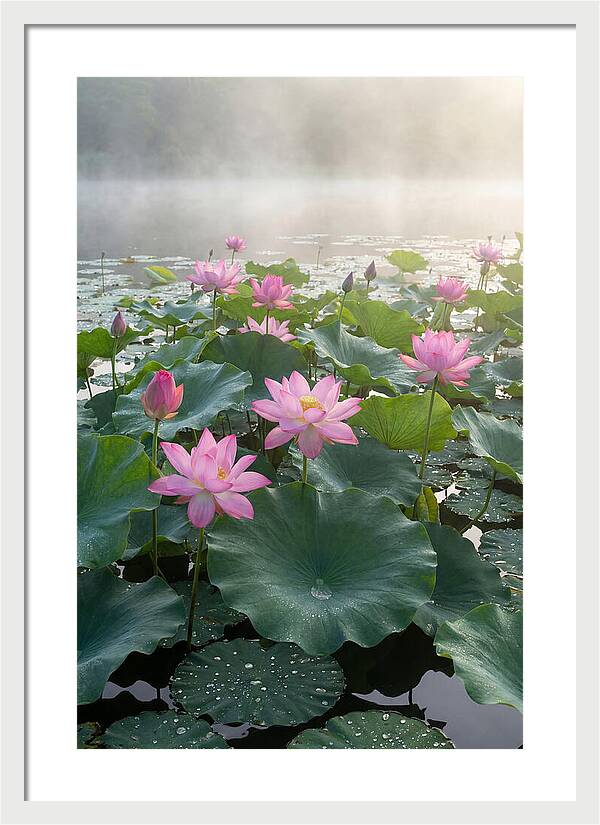 Lotus Blossoms In Misty Waters