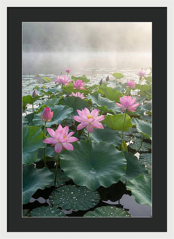 Lotus Blossoms In Misty Waters