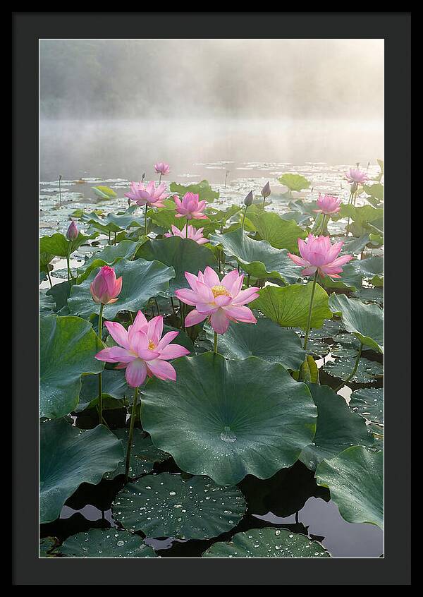 Lotus Blossoms In Misty Waters