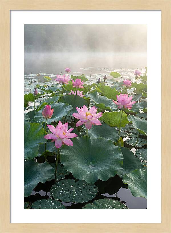 Lotus Blossoms In Misty Waters