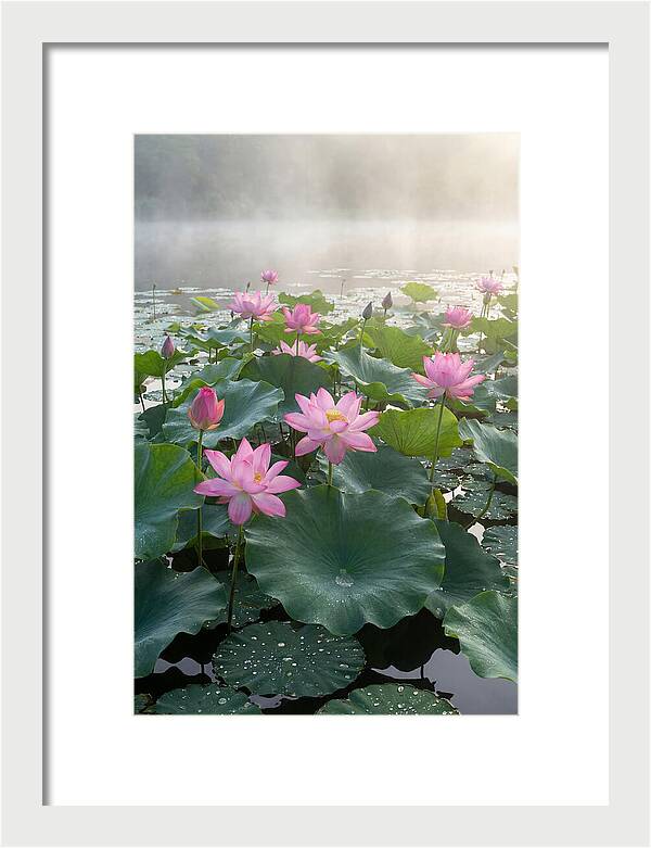 Lotus Blossoms In Misty Waters