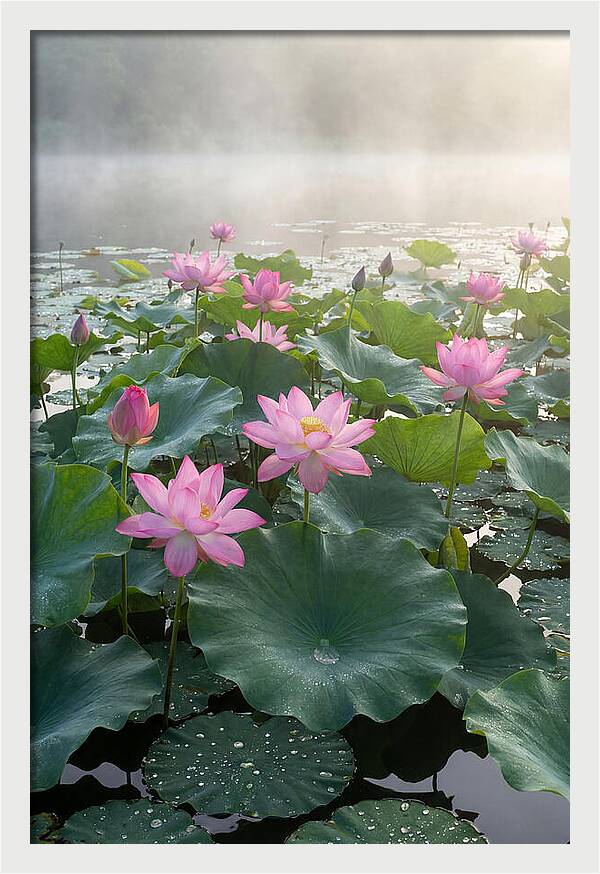 Lotus Blossoms In Misty Waters