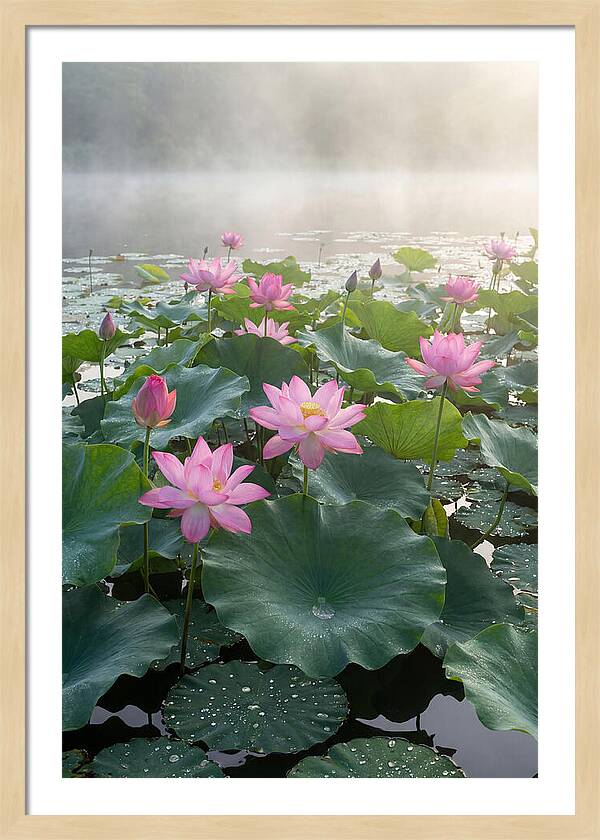 Lotus Blossoms In Misty Waters