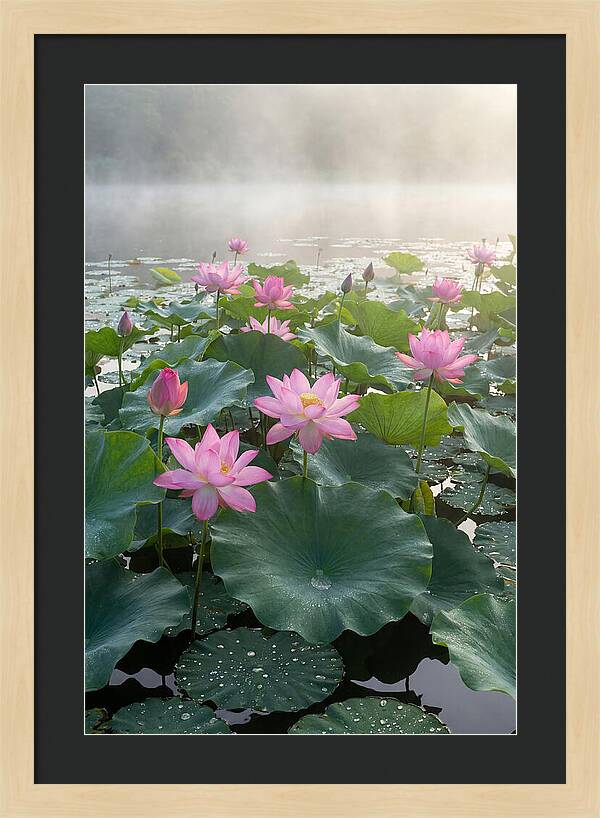 Lotus Blossoms In Misty Waters