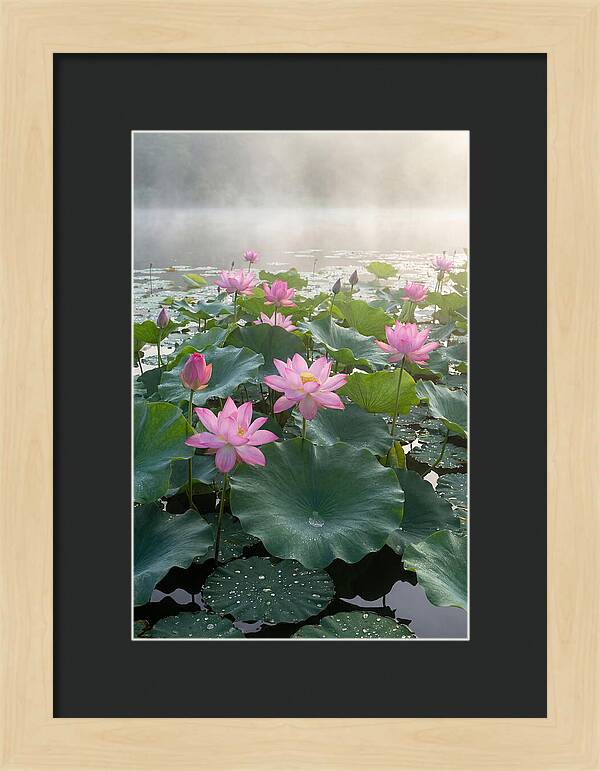 Lotus Blossoms In Misty Waters