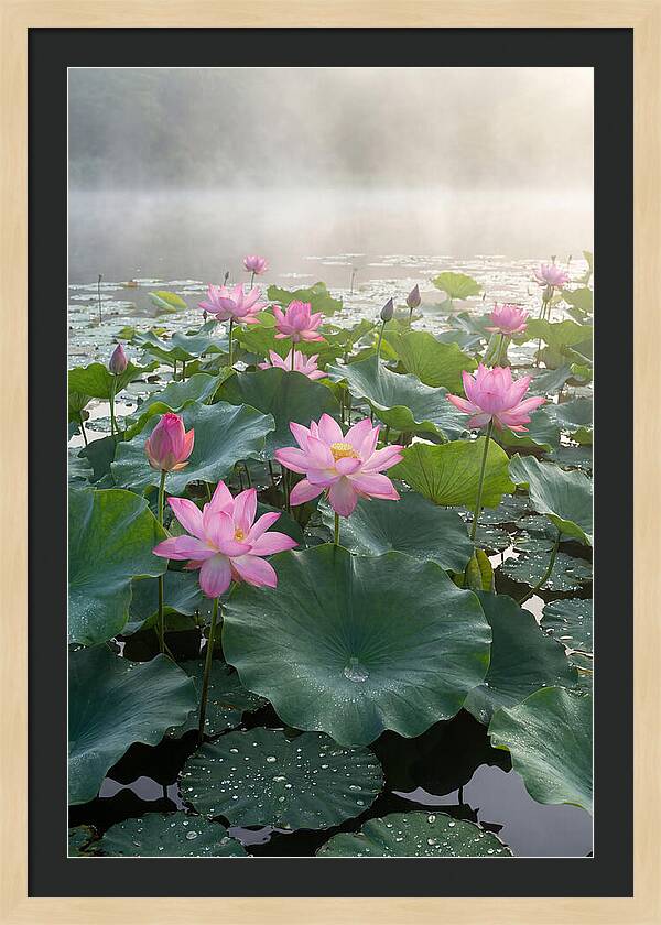 Lotus Blossoms In Misty Waters