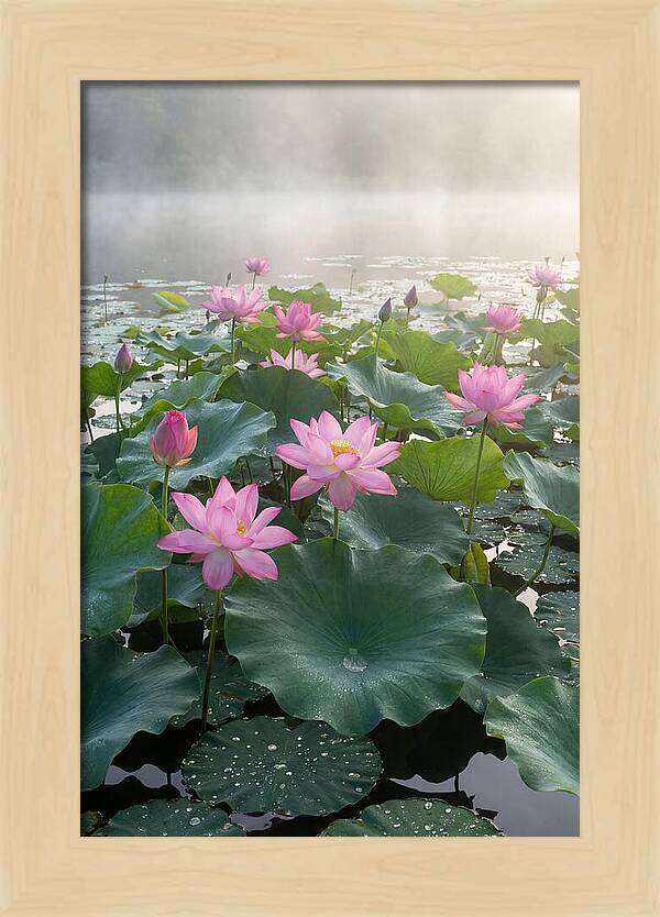 Lotus Blossoms In Misty Waters