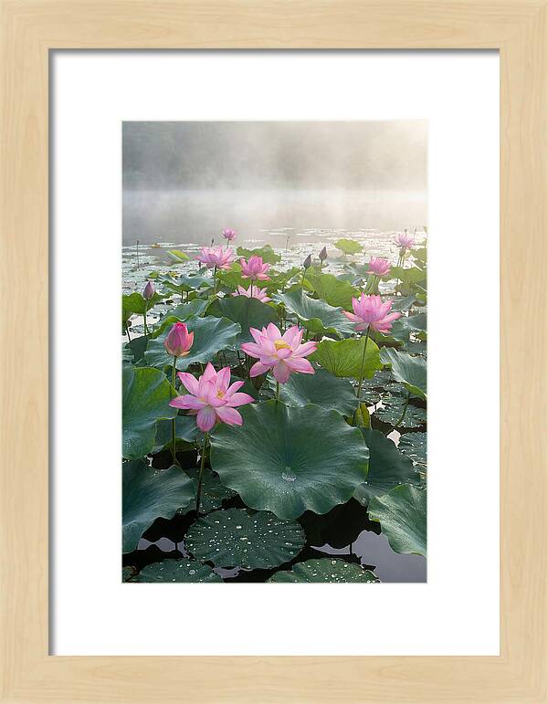 Lotus Blossoms In Misty Waters