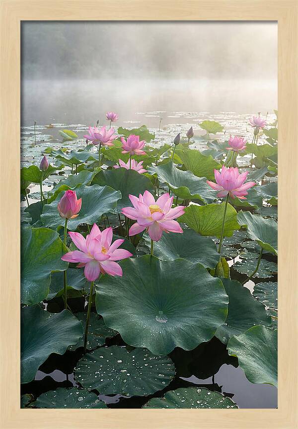 Lotus Blossoms In Misty Waters