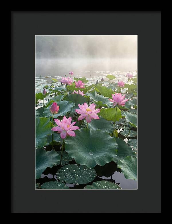 Lotus Blossoms In Misty Waters