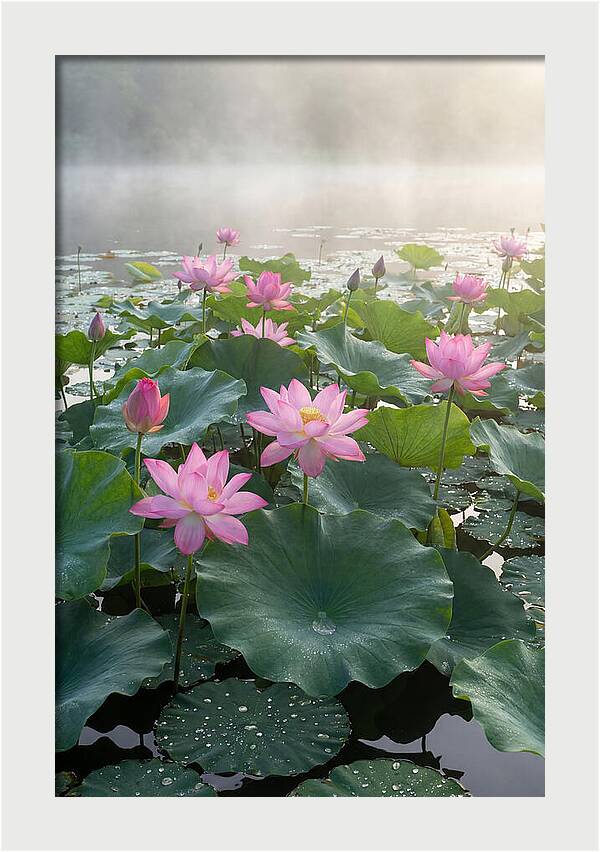 Lotus Blossoms In Misty Waters