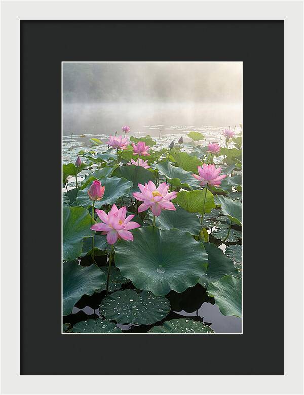 Lotus Blossoms In Misty Waters
