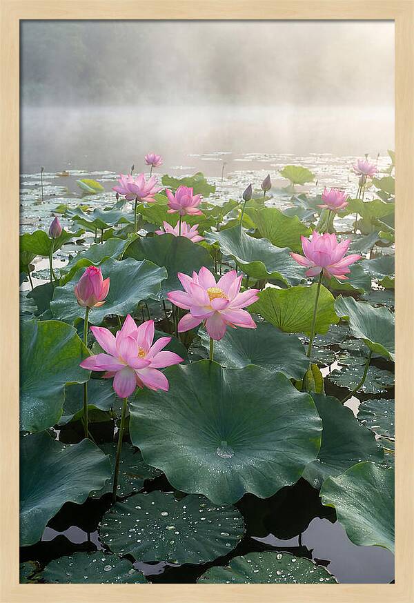 Lotus Blossoms In Misty Waters