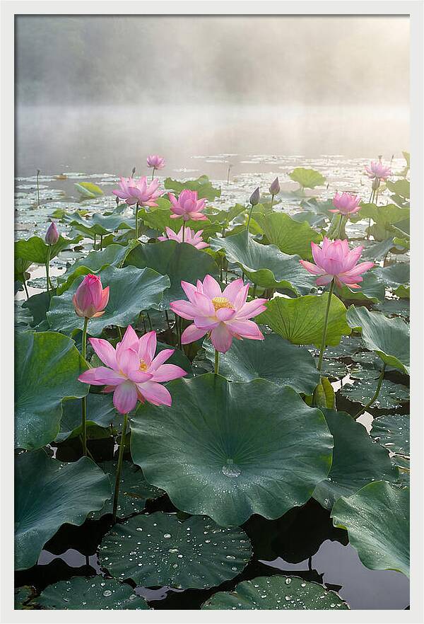 Lotus Blossoms In Misty Waters
