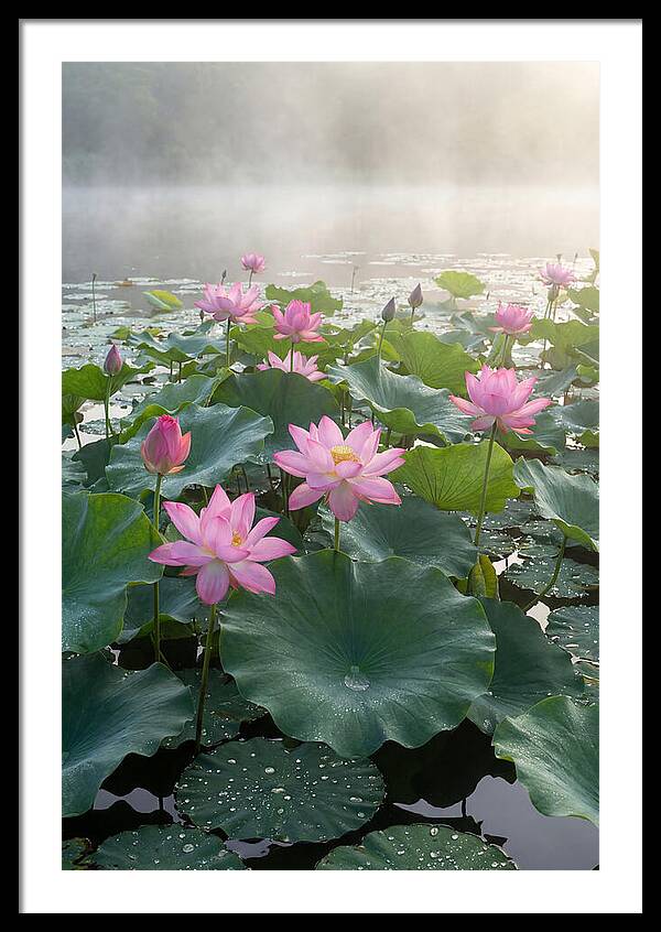 Lotus Blossoms In Misty Waters
