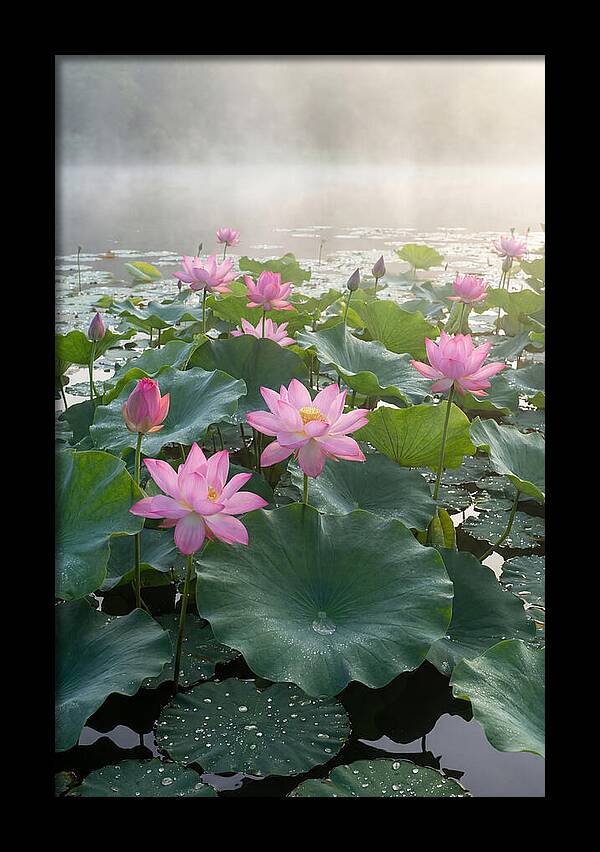 Lotus Blossoms In Misty Waters