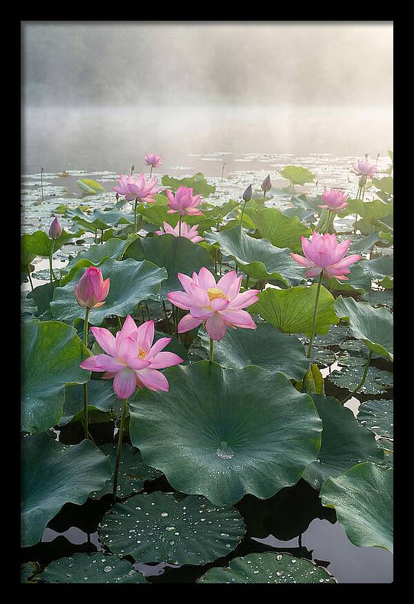 Lotus Blossoms In Misty Waters