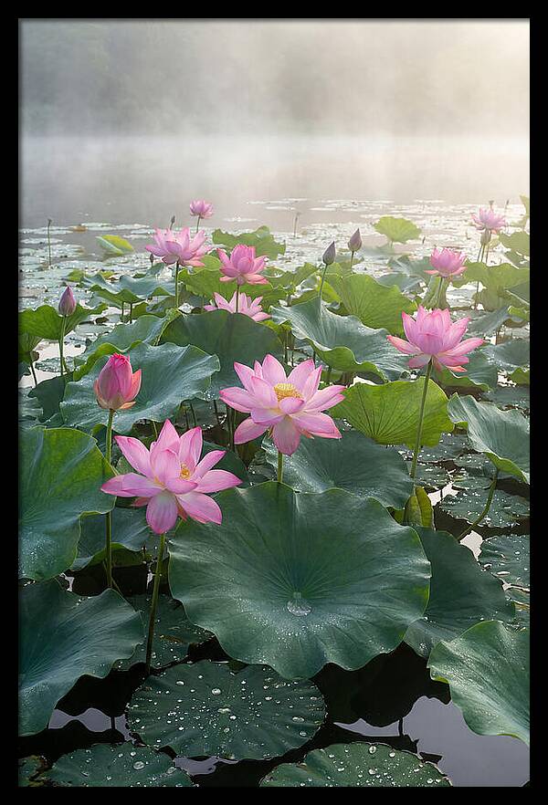 Lotus Blossoms In Misty Waters