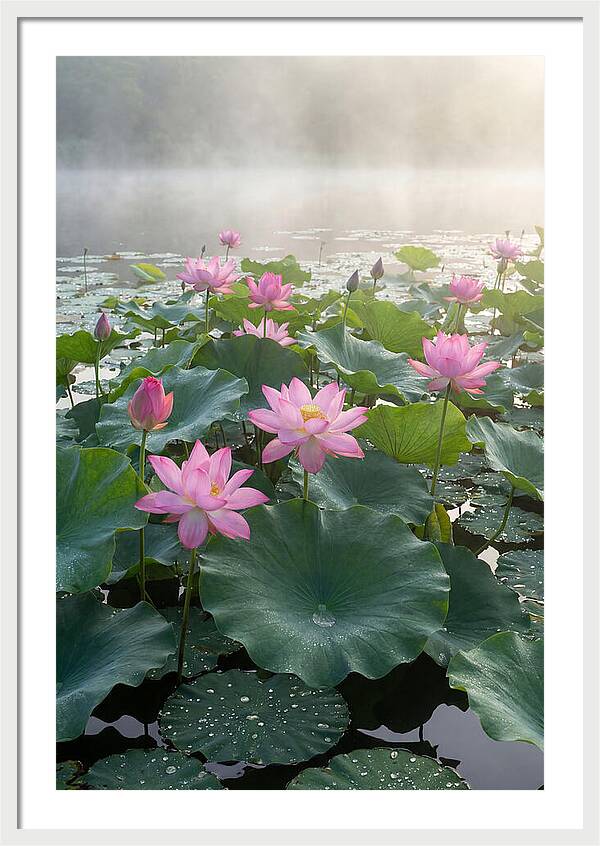 Lotus Blossoms In Misty Waters