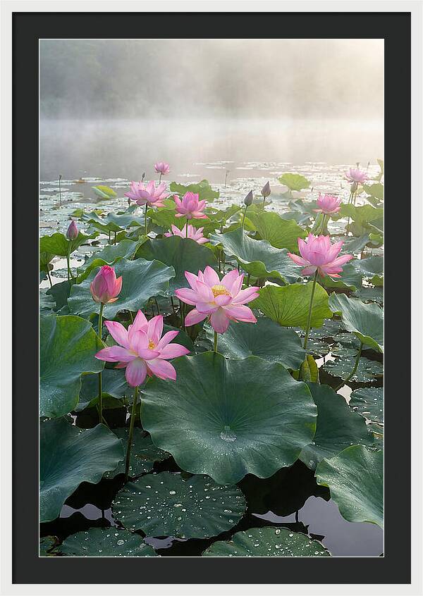 Lotus Blossoms In Misty Waters