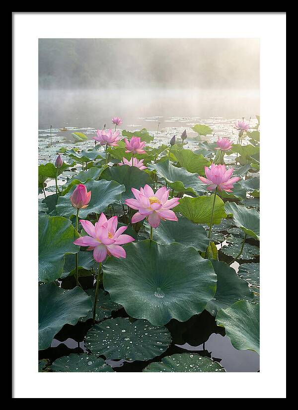 Lotus Blossoms In Misty Waters