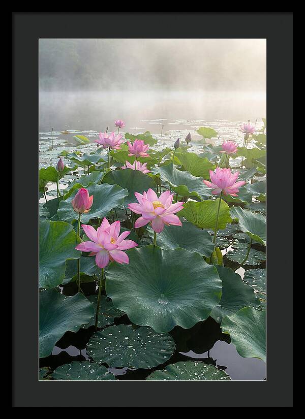 Lotus Blossoms In Misty Waters