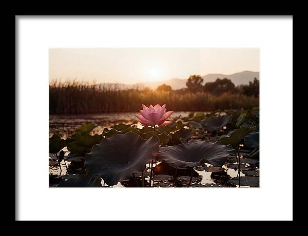 Lotus Flower In Full Bloom