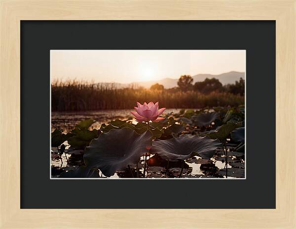 Lotus Flower In Full Bloom