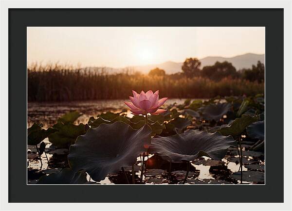 Lotus Flower In Full Bloom