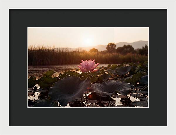 Lotus Flower In Full Bloom