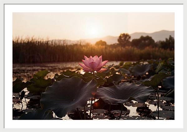 Lotus Flower In Full Bloom