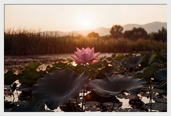 Lotus Flower In Full Bloom