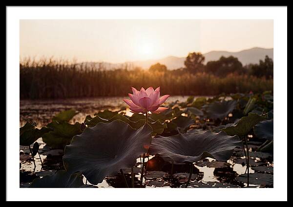 Lotus Flower In Full Bloom
