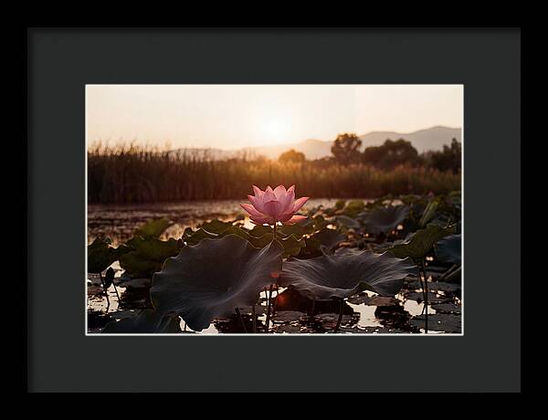 Lotus Flower In Full Bloom