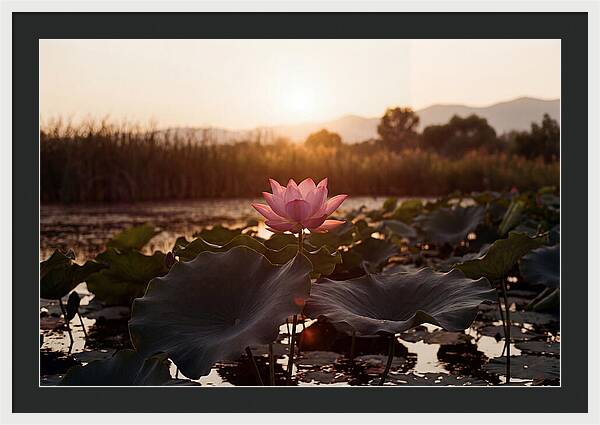 Lotus Flower In Full Bloom