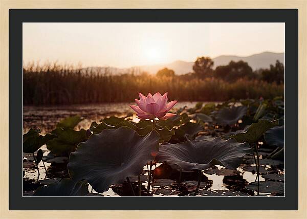 Lotus Flower In Full Bloom