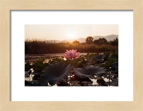 Lotus Flower In Full Bloom