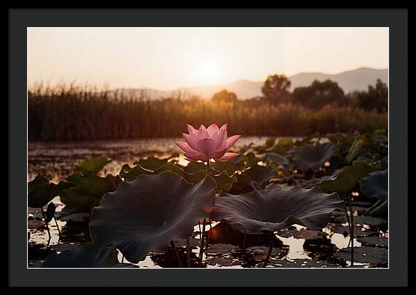 Lotus Flower In Full Bloom