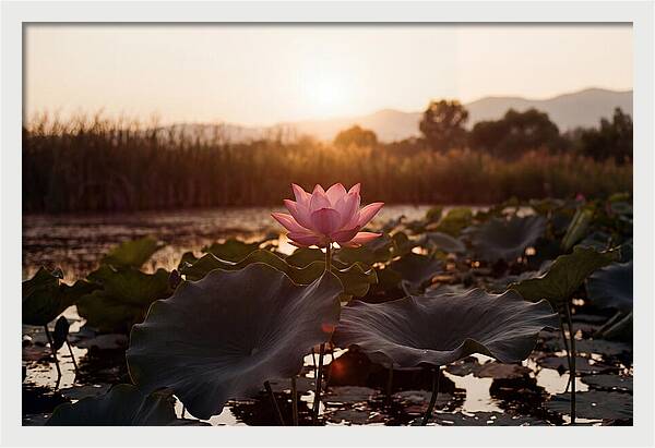 Lotus Flower In Full Bloom