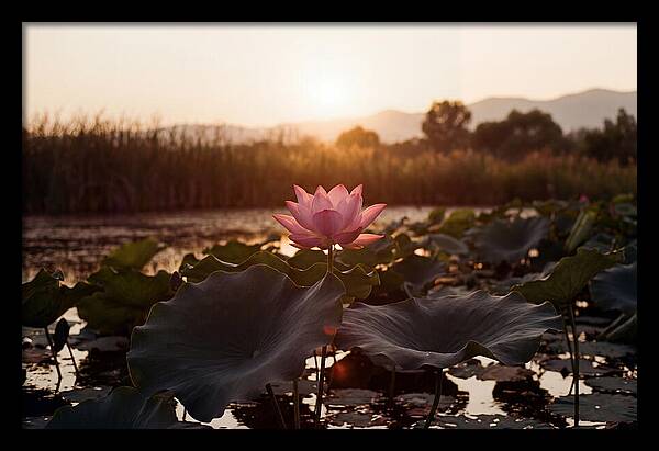 Lotus Flower In Full Bloom